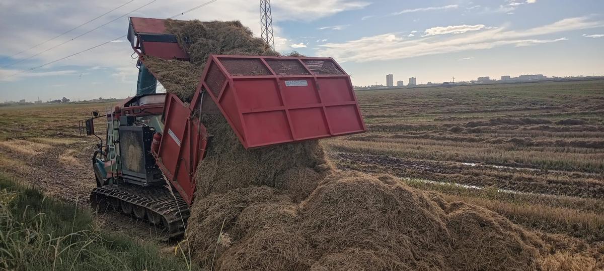 Recogida de los rastrojos para la industria