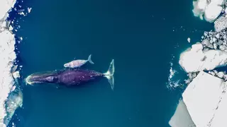 Los excrementos de las ballenas permiten confirmar la relación entre el avance de algas tóxicas y el cambio climático