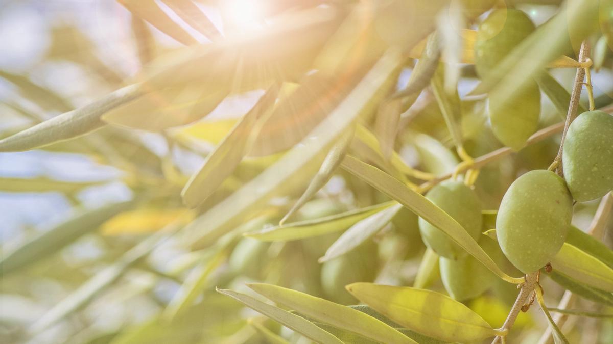 La actual ola de calor puede ser especialmente dañina para los olivares malagueños