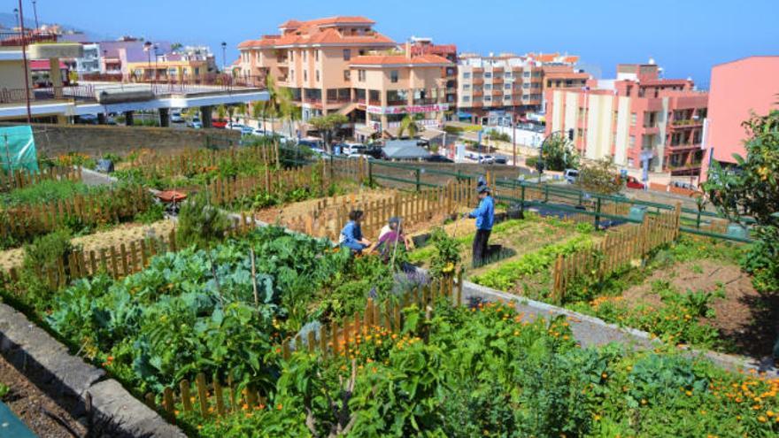 Huerto urbano de La Orotava.