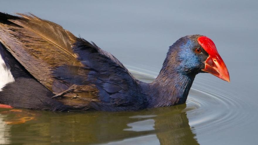 Matan en la Albufera un ave en extinción