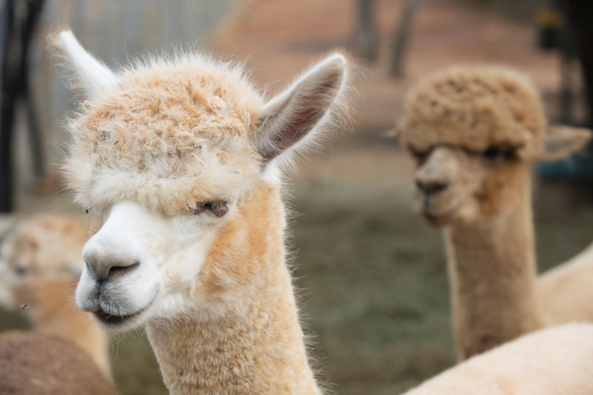 Granja de alpacas en Ibiza