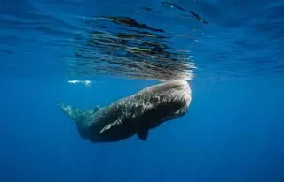 Reducir la velocidad de los buques para salvar los cetáceos del Mediterráneo