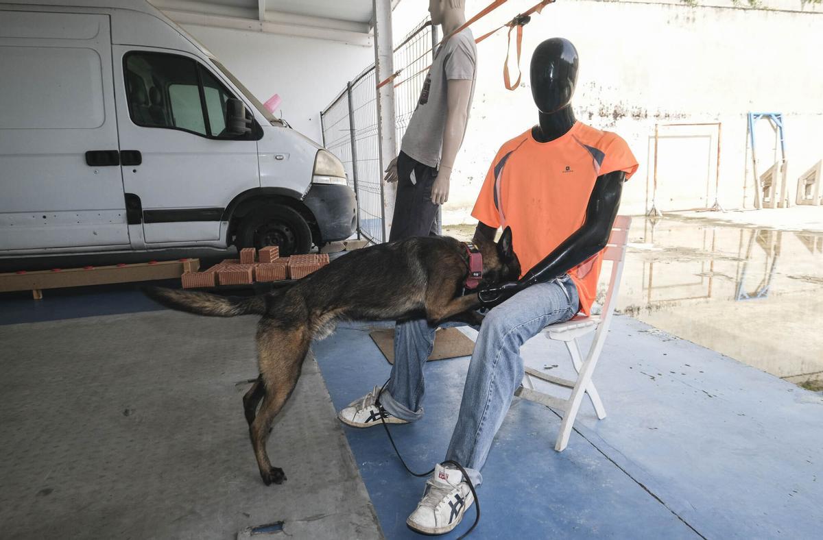 Los perros del Grupo de Guías Caninos (UCAPOL) de la Policía Local de Las Palmas de Gran Canaria, Cujo y Apolo