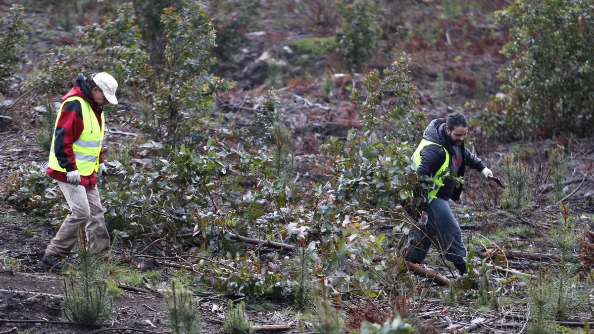 Voluntarios en una jornada de eliminación de eucalipto en Couso. // Alba Villar