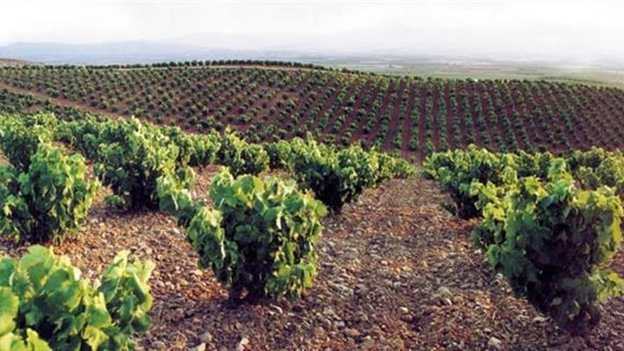 Aragón se mantiene como la octava autonomía más exportadora de vino