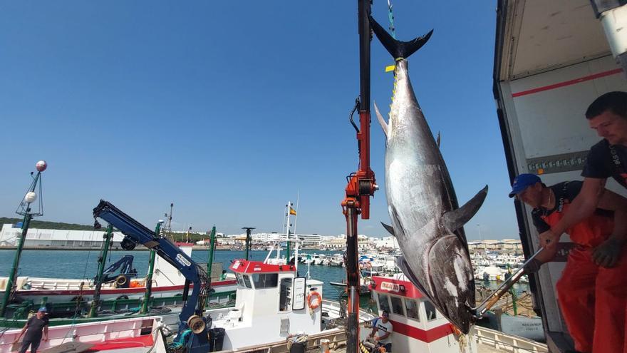 Primera &#039;levantá&#039; de atún rojo: la almadraba de Barbate inaugura la temporada