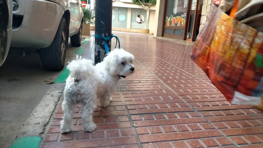 Hasta 10.000 euros de multa por dejar al perro atado en la calle mientras compramos