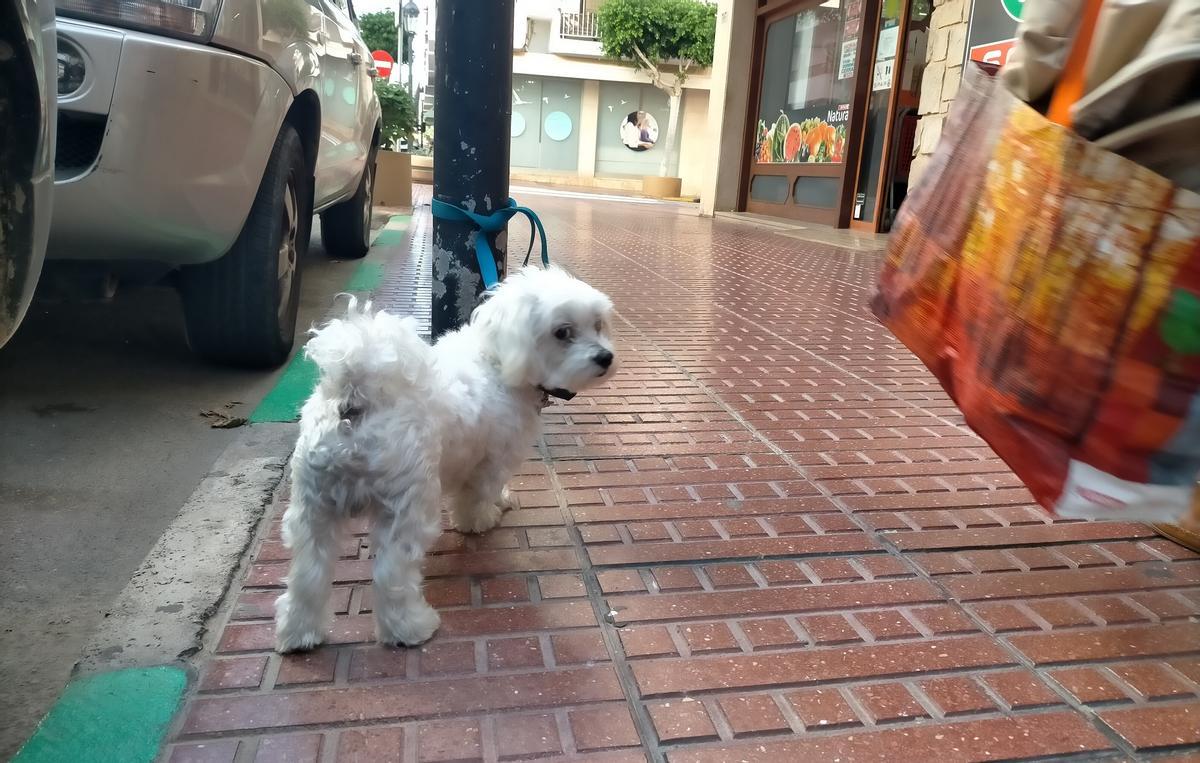 Según la ley de bienestar animal, no pueden dejarse los perros atados a farolas o árboles.