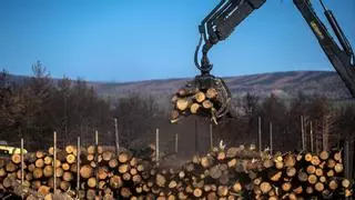 Adjudicada por más de 4,5 millones la tercera subasta de madera quemada en Zamora