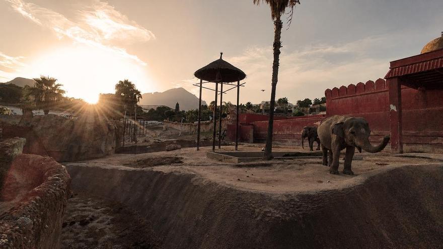 El comportamiento inusual de una elefanta durante el eclipse sorprende en Terra Natura Benidorm