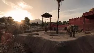 Los animales de Terra Natura de Benidorm también notaron el eclipse: vocalizaciones en elefantes y confusión en los monos