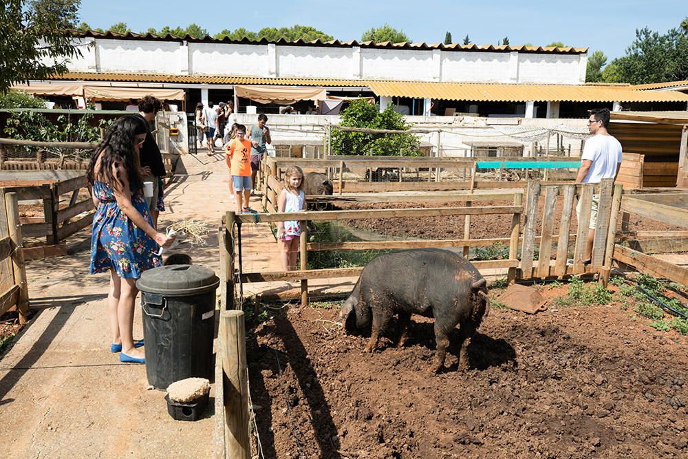 Fiesta para salvar las razas autóctonas