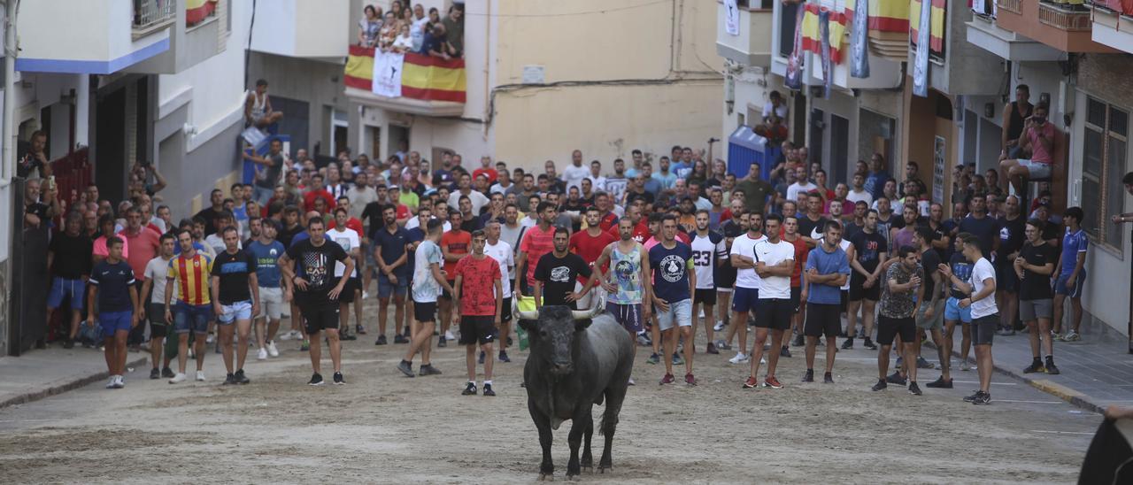 Una imagen reciente de un toro cerril en la Vilavella