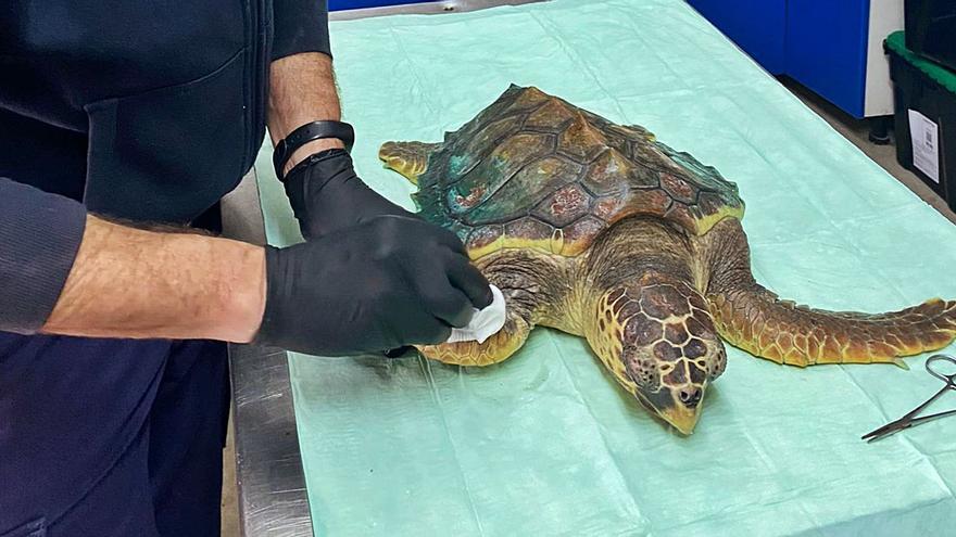 Proceso de curación de la aleta regenerada de la ‘tortuga caretta caretta’.