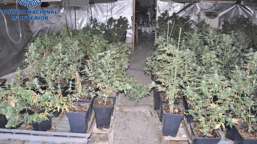 Hallan 425 plantas de marihuana en un incendio