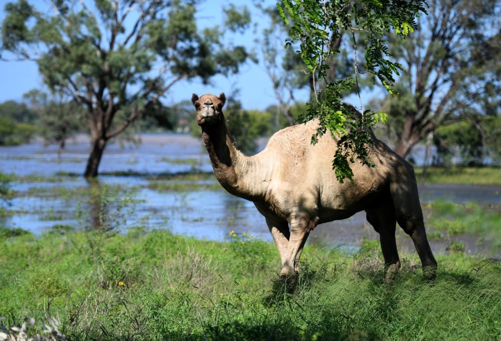 Al menos 4.000 personas fueron evacuadas hoy por inundaciones en dos poblaciones de la Isla Norte de Nueva Zelanda ante el envite del ciclón Debbie, que a su paso por Australia causó cinco muertos.