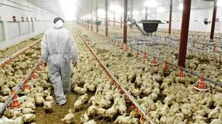 ¿Subirá el precio de la carne de pollo por la ley europea de bienestar animal?