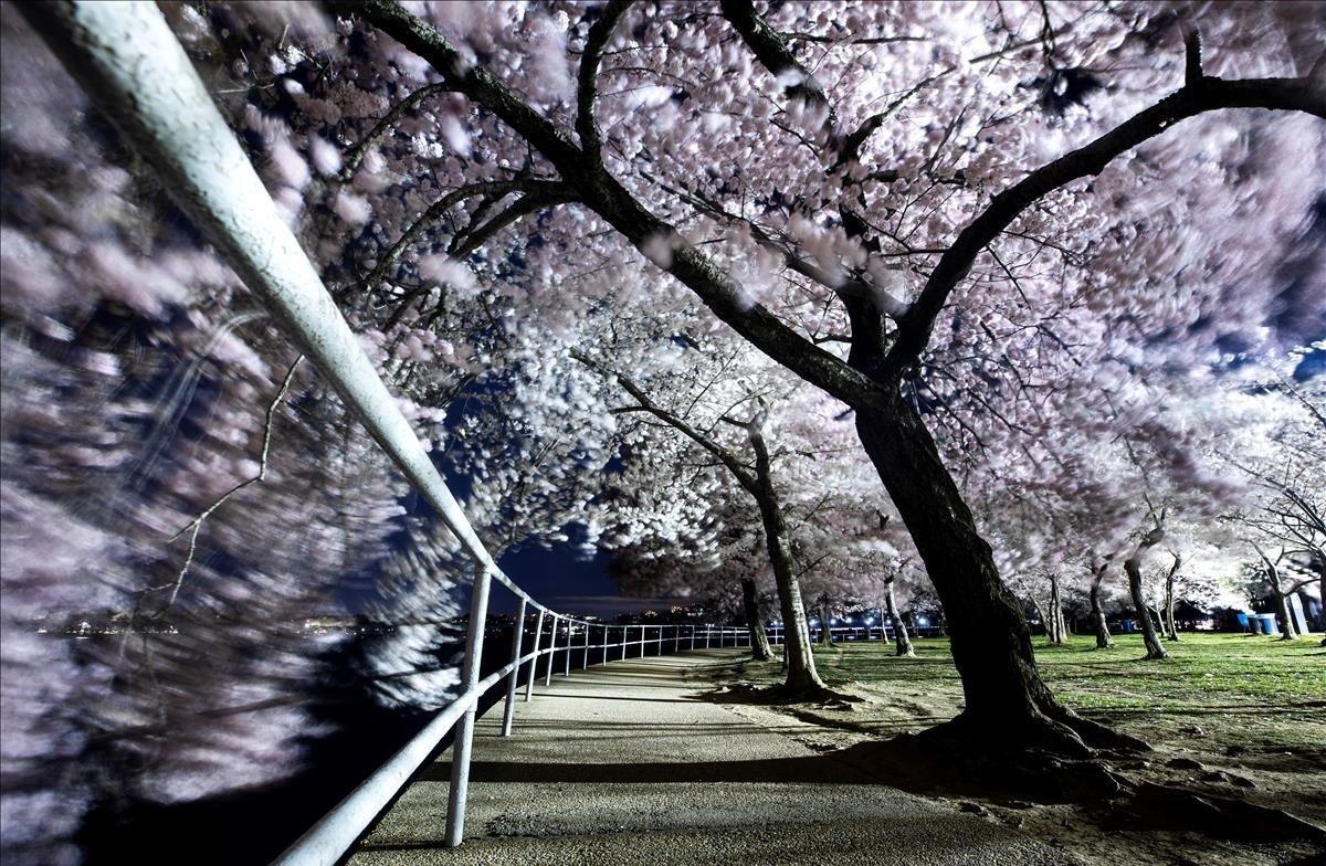 Cerezos en flor antes del amanecer en Washington.