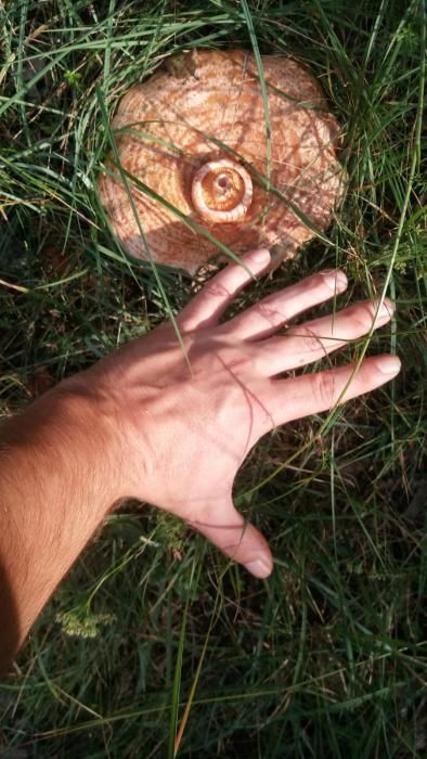 Un gran rovelló trobat al Berguedà.