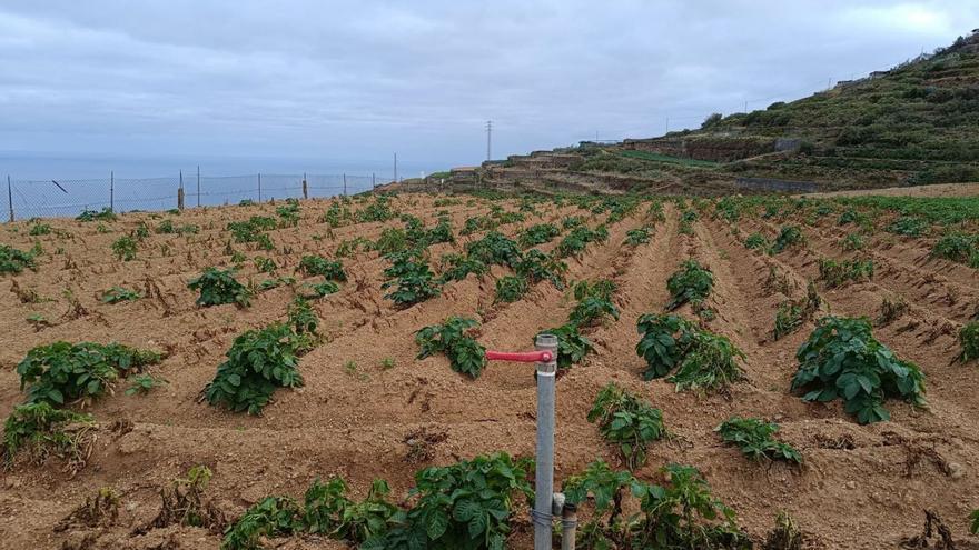Papas en una finca de San Juan de la Rambla, regada con agua desalinizada de la balsa de Llanos de Mesa. | EL DÍA