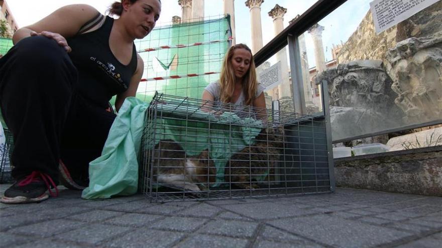 Arca de Noé rescata a los 12 gatos que habitaban en el templo romano de Córdoba