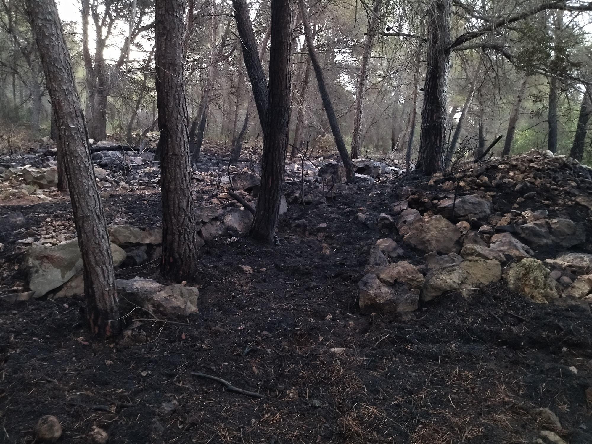 La lluvia refresca el bosque calcinado por el enésimo incendio en el Montgó