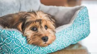 ¿Cómo eliminar el olor a orina de perro en casa? Estos son algunos trucos fáciles y efectivos
