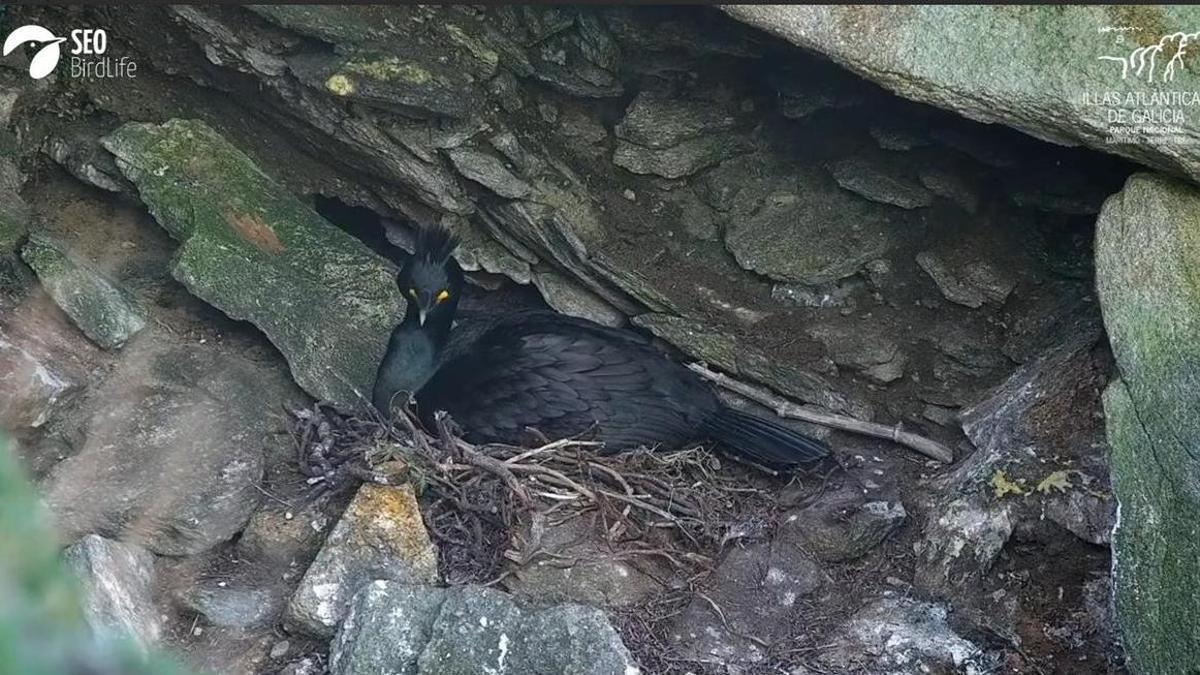 Una pareja de cormoranes moñudos ponen su primer huevo en Ons