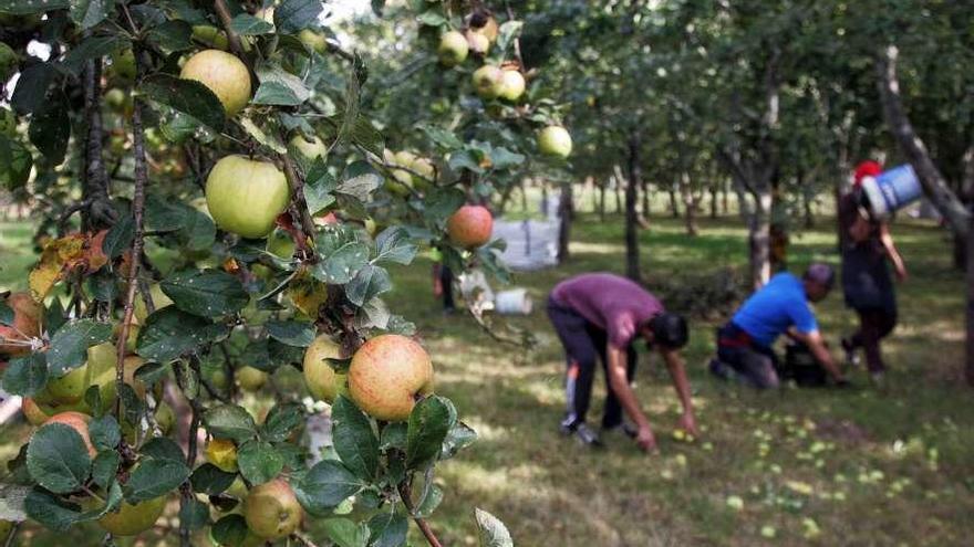 Recogida de manzana en una finca de A Estrada durante la camaña de 2017. // Bernabé/Luismy