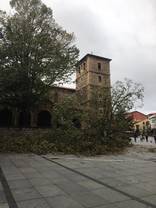 Daños por el temporal en Avilés.