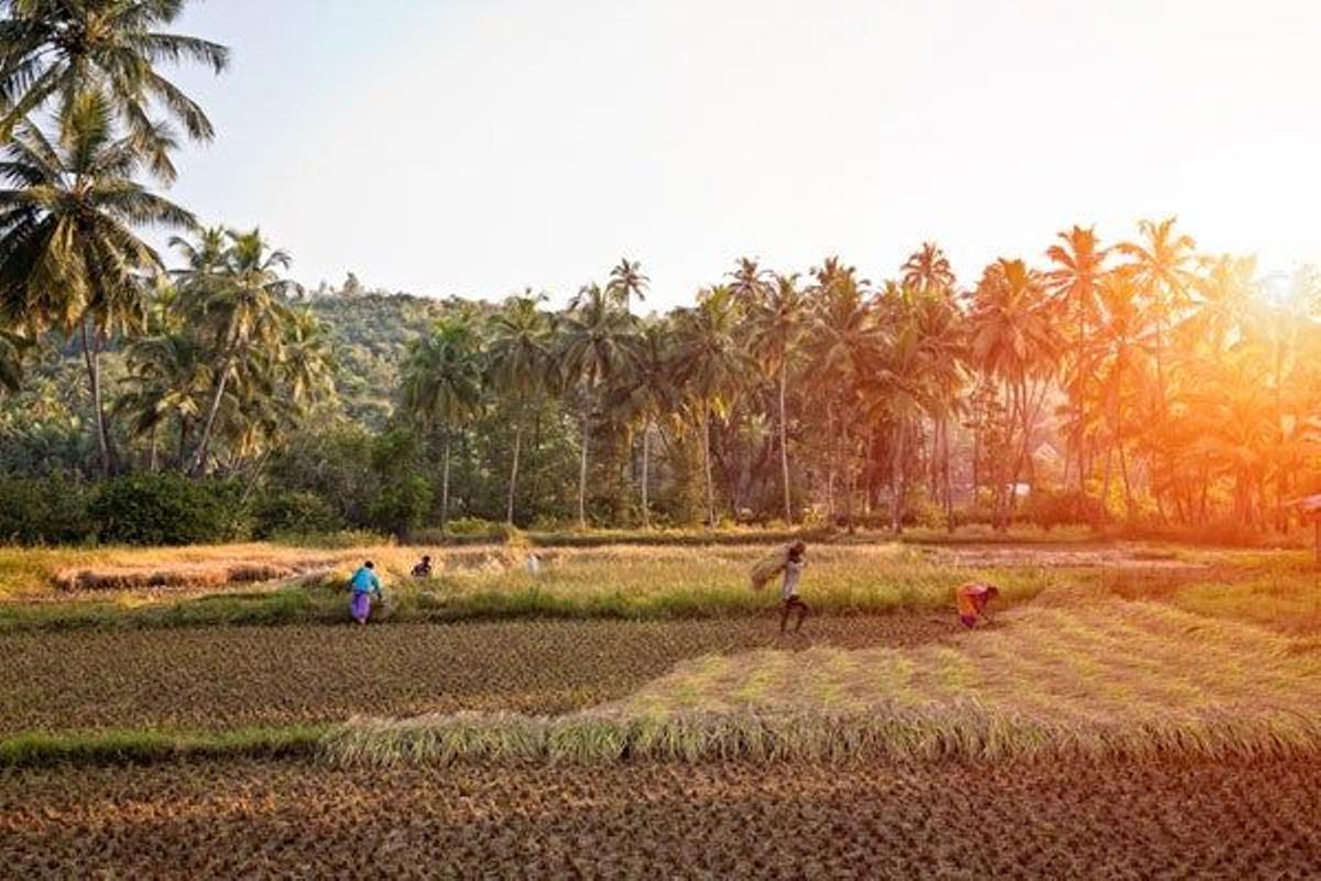 Campos de arroz en el estado de Goa.