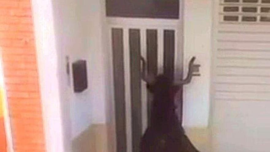 Nuevo susto en Cullera: Una vaca se cuela en una casa durante los festejos taurinos