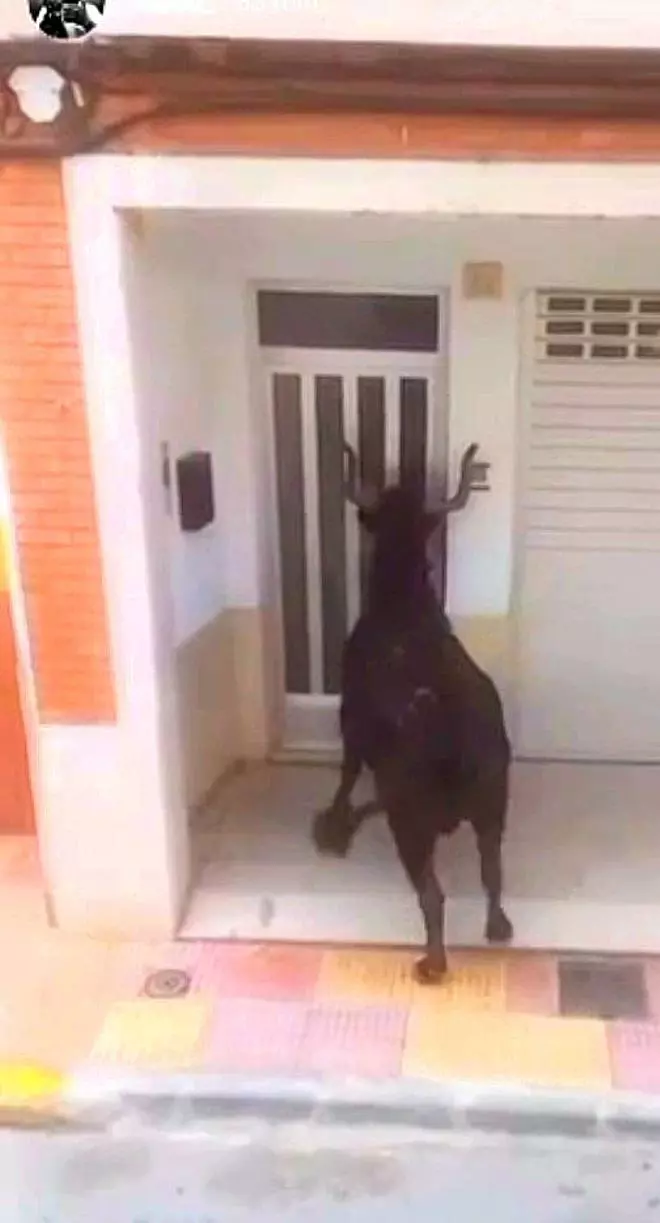 Una vaca se cuela en una casa de Cullera: «Ha sido el susto de nuestras vidas, estábamos paralizados»
