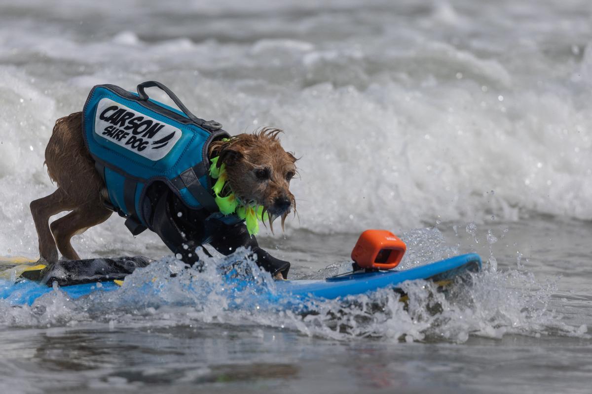 Hicieron un torneo de perros surfistas en California