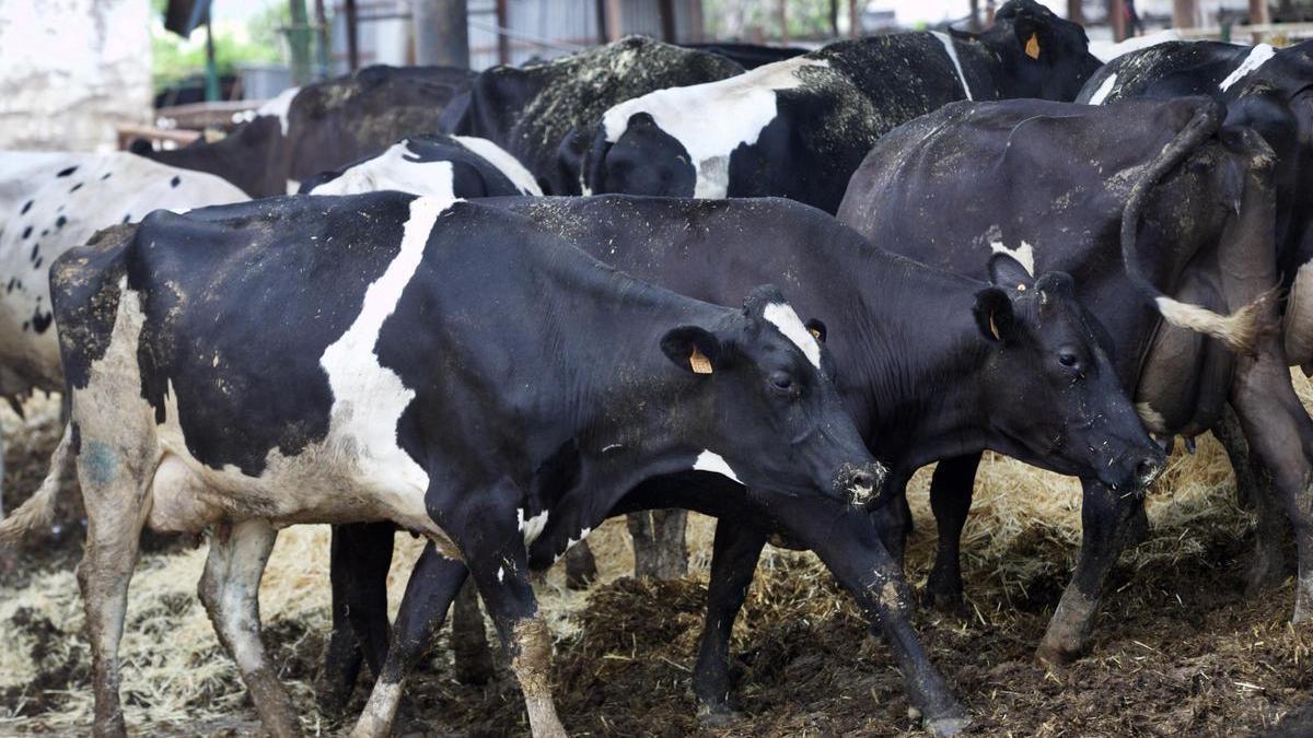 Ganado vacuno en una granja de la Región de Murcia.