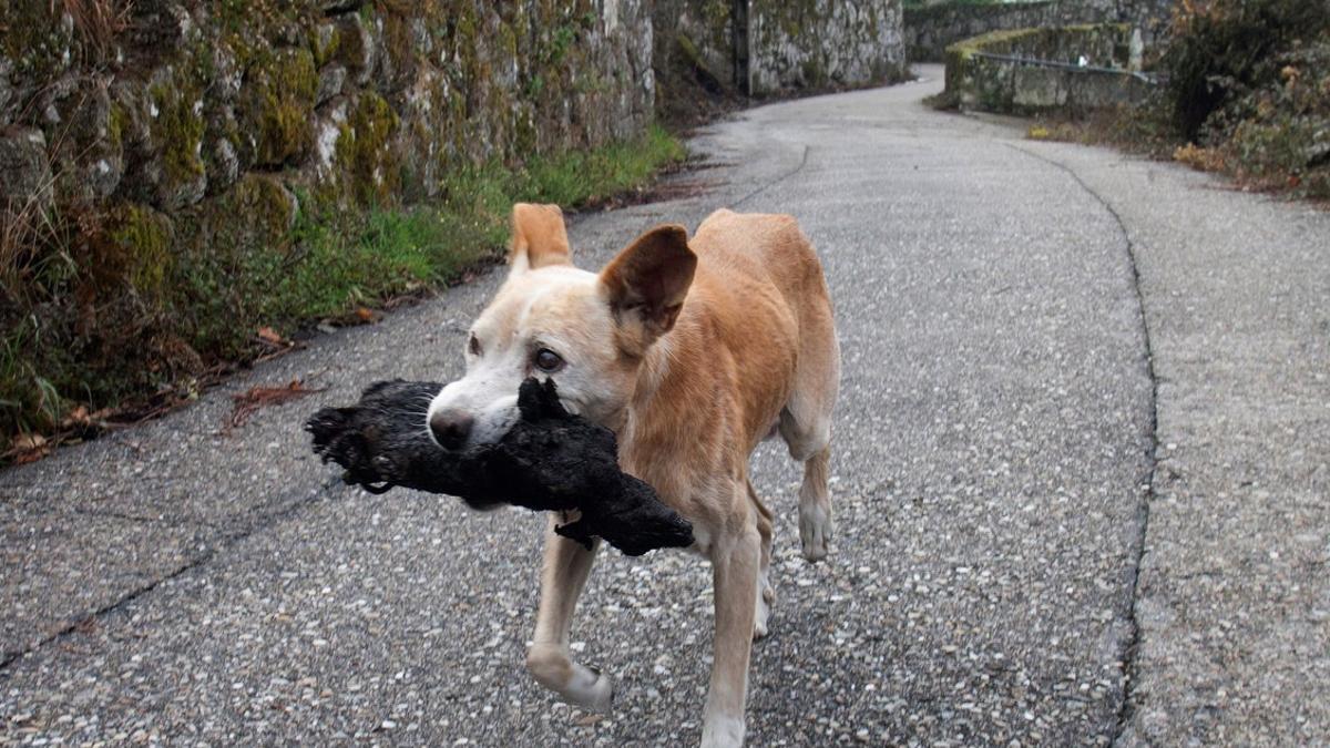 Una perrita traslada el cadáver de su cría calcinada.