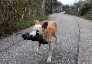 Las otras víctimas del incendio de Galicia: una perra 'salva' el cadáver de su cachorro calcinado