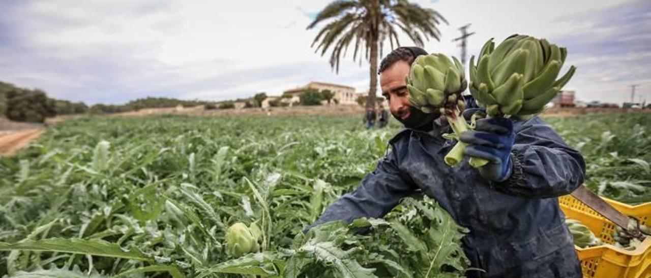 Más de 84 millones de kilos de frutas y verduras alicantinas para Mercadona