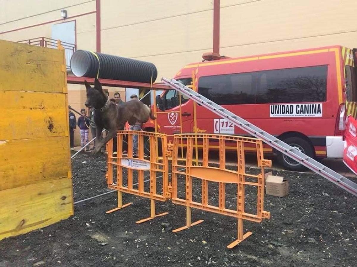 La Feria del Podenco Andaluz de Alozaina contará con todo tipo de exhibiciones de animales.