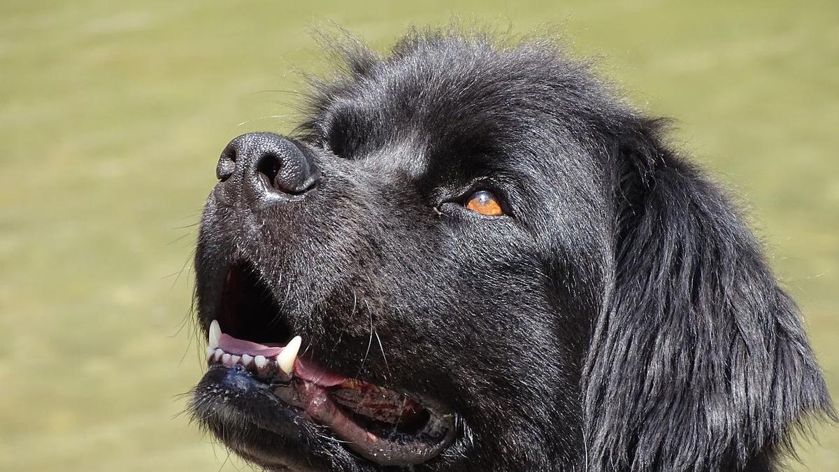 Terranova, raza de perro.