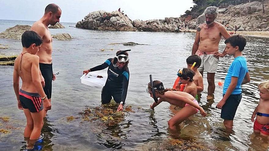 Descobrint l’alga Cystoceira Crinita Cala Estreta. | AJUNTAMENT DE PALAMÓS