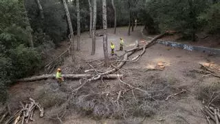 Catalunya bate el récord de árboles muertos por la sequía