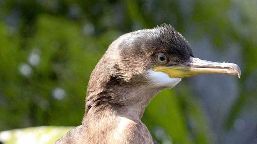 Un cormorán en Asturias.