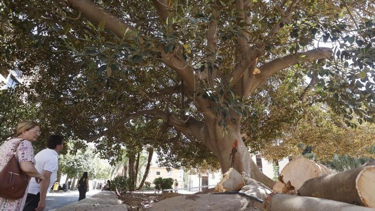 La rama troceada del ficus monumental.