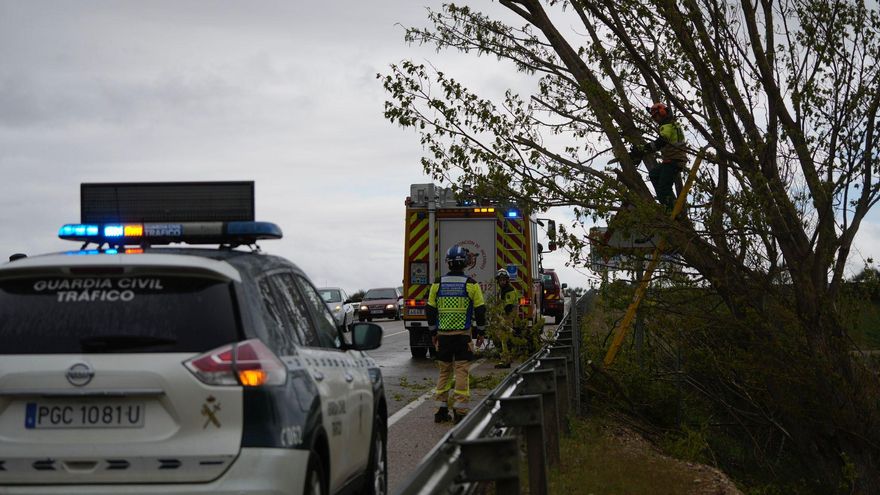 Un árbol derribado por el viento corta la carretera a Moraleja del Vino