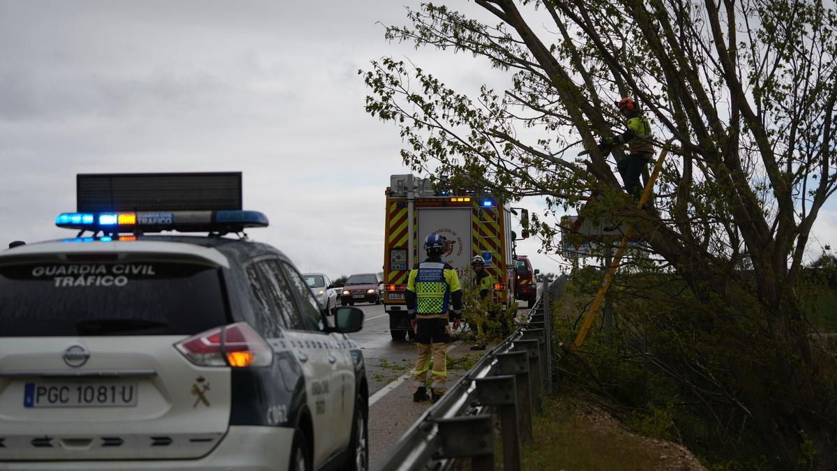 Los Bomberos de Zamora talan los chopos caídos sobre la rotonda.