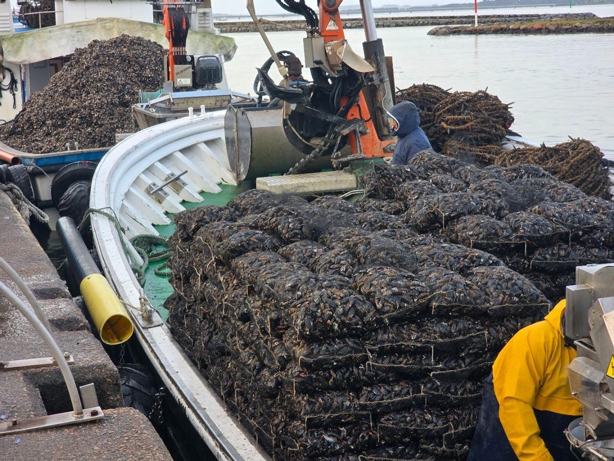 Descargas de mejillón en el muelle de Vilanova de Arousa, esta mañana.