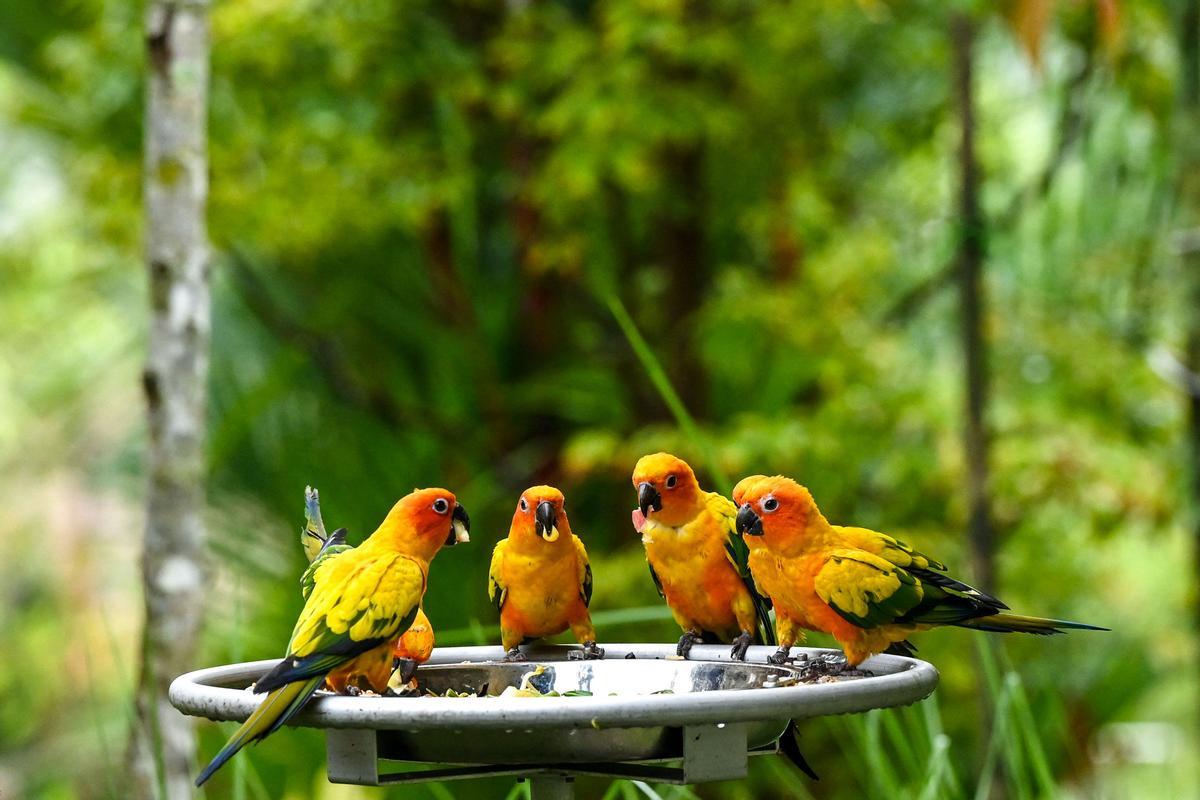 Singapur estrena el parque Paraíso de los pájaros