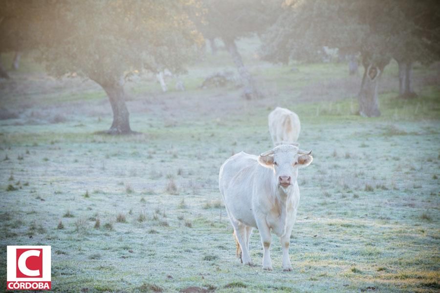 Fotogalería / La ola de frío polar alcanza Córdoba y provincia